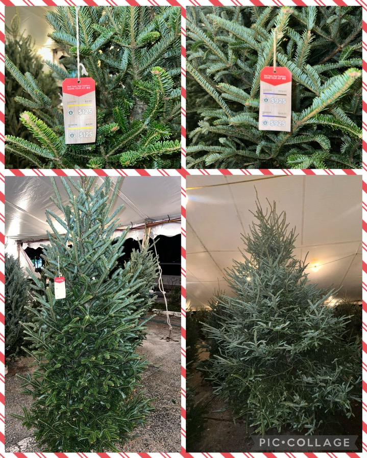 Fraser Fir Christmas Trees - Wholesale Fraser Firs
